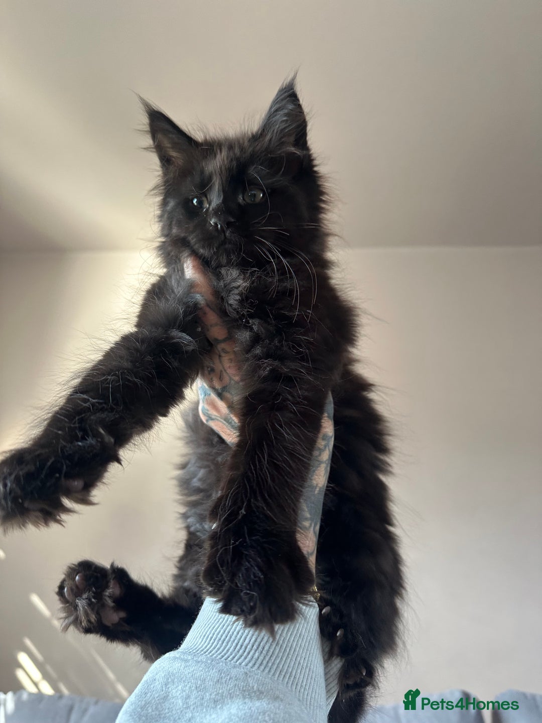 Maine Coon cats for sale: TICA registered Maine Coon kittens  - Image 5