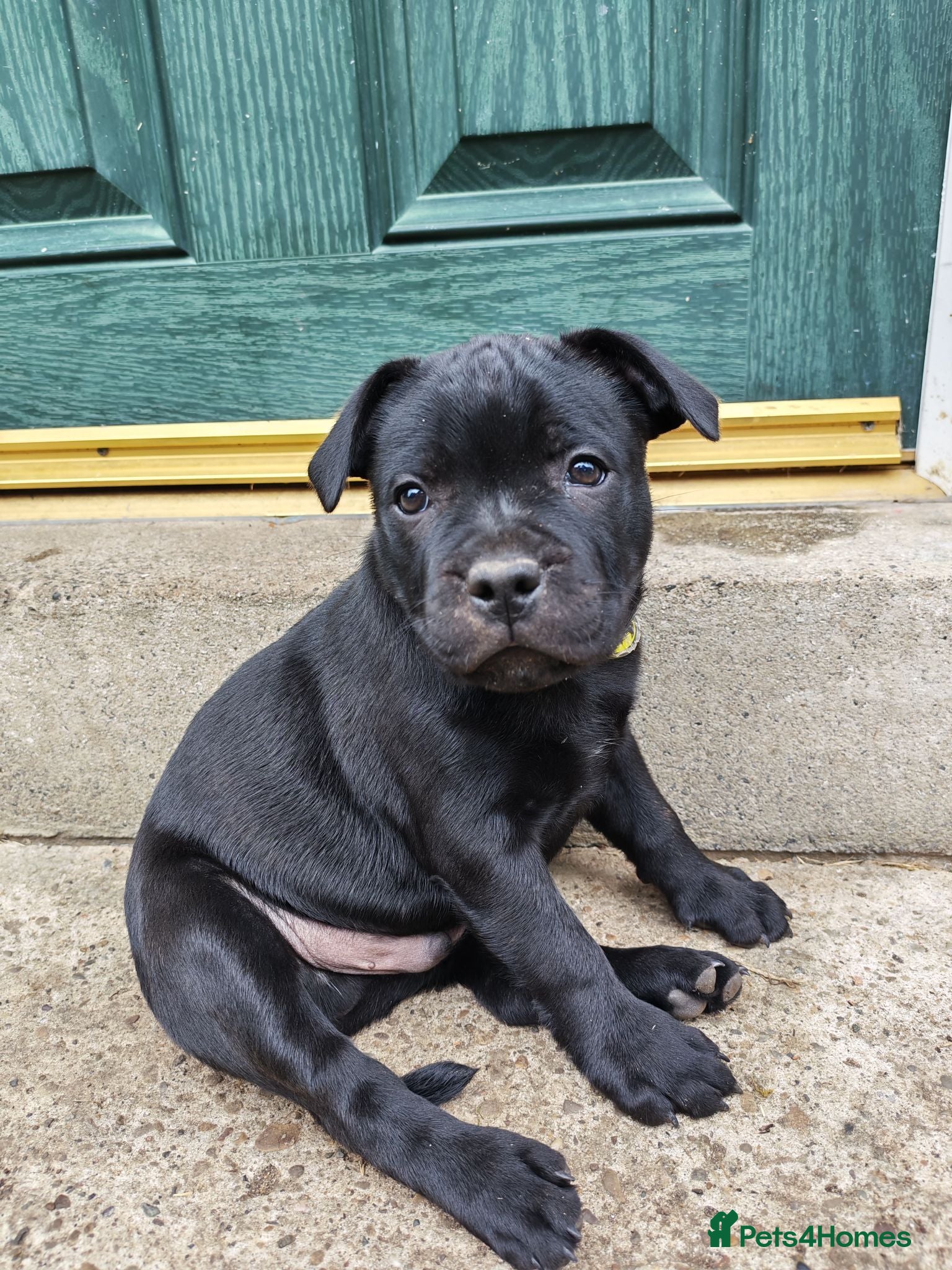 Staffordshire Bull Terrier dogs Kc registered Staffordshire bull terrier puppy - Advert 3
