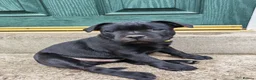 Staffordshire Bull Terrier dogs for sale: Kc registered Staffordshire bull terrier puppy - Advert 1