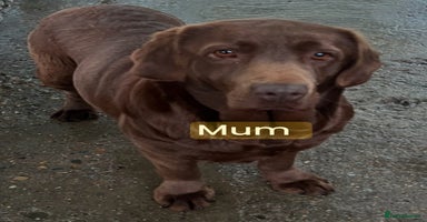 Labrador Retriever dogs Chocolate Labrador puppies  - Advert 9