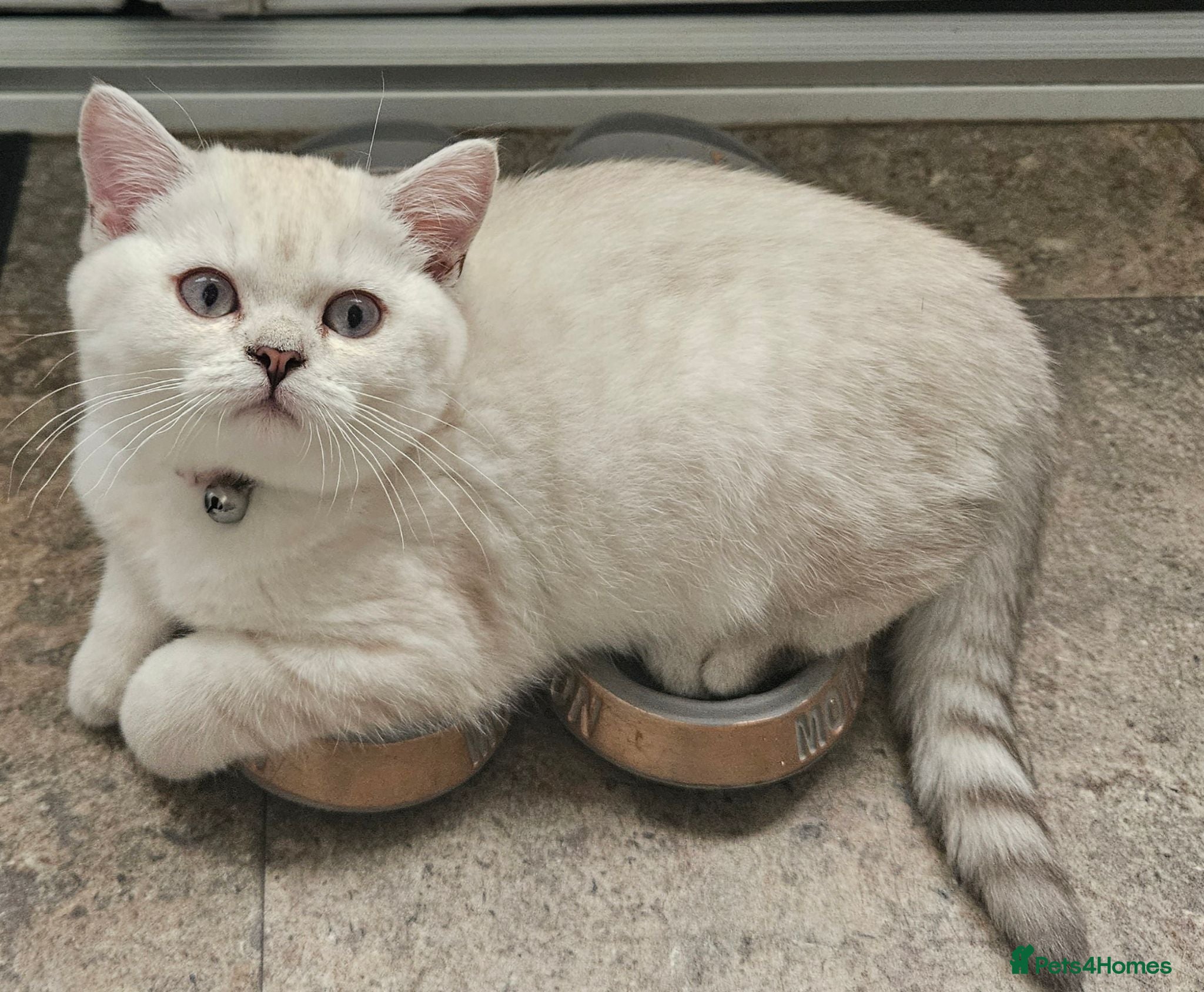 British Shorthair cats MUST GO, GCCF Non-Active British Shorthair Female - Advert 1
