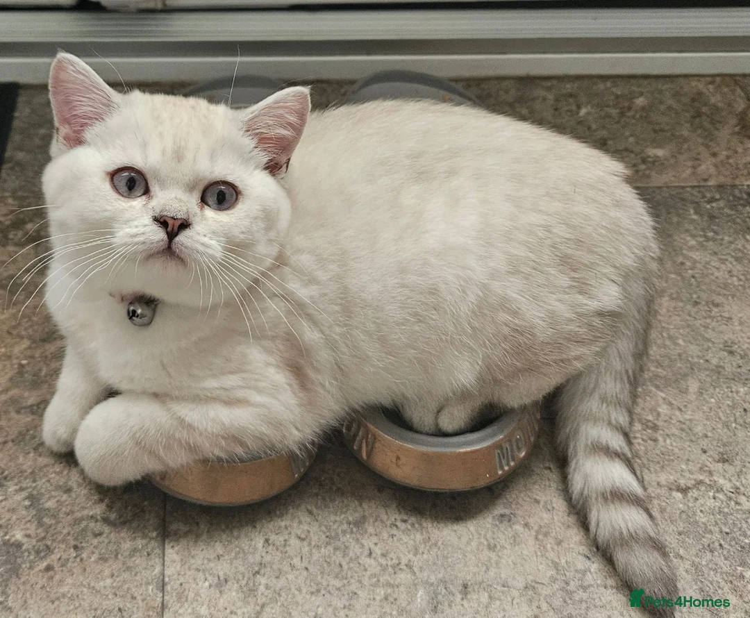 British Shorthair cats for sale: MUST GO, GCCF Non-Active British Shorthair Female - Advert 1