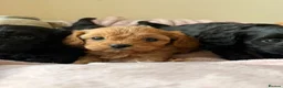 Cavapoo dogs for sale: 🐶 Adorable Cavapoo Puppies 🐶  - Advert 12