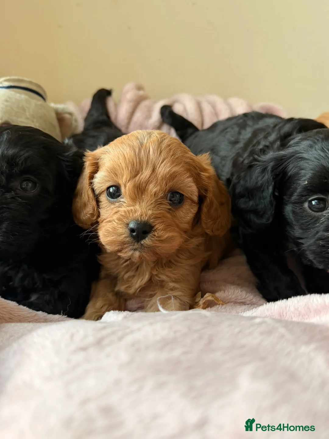 Cavapoo dogs for sale: 🐶 Adorable Cavapoo Puppies 🐶  - Advert 12