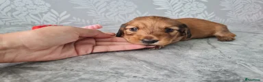 Dachshund 2