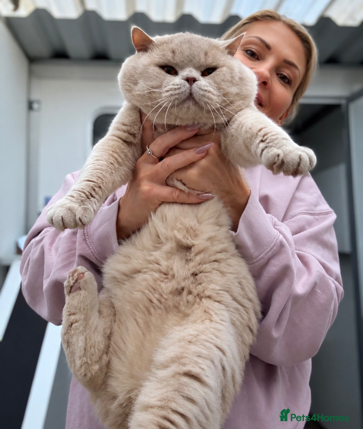 British Shorthair cats for stud: Super champion Fawn import for stud  - Advert 3