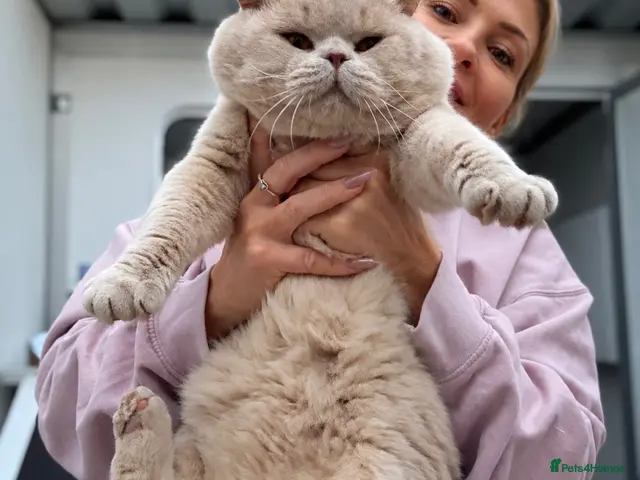 British Shorthair cats for stud: Super champion Fawn import for stud - Advert 3