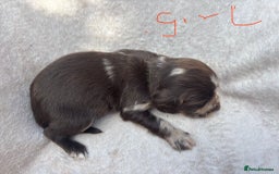 Cocker Spaniel dogs for sale: Merl cocker spaniel puppies  - Image 7