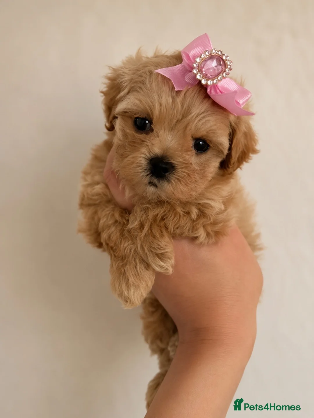 Maltipoo dogs for sale: exquisite Asian Maltipoo Puppies  - Advert 4