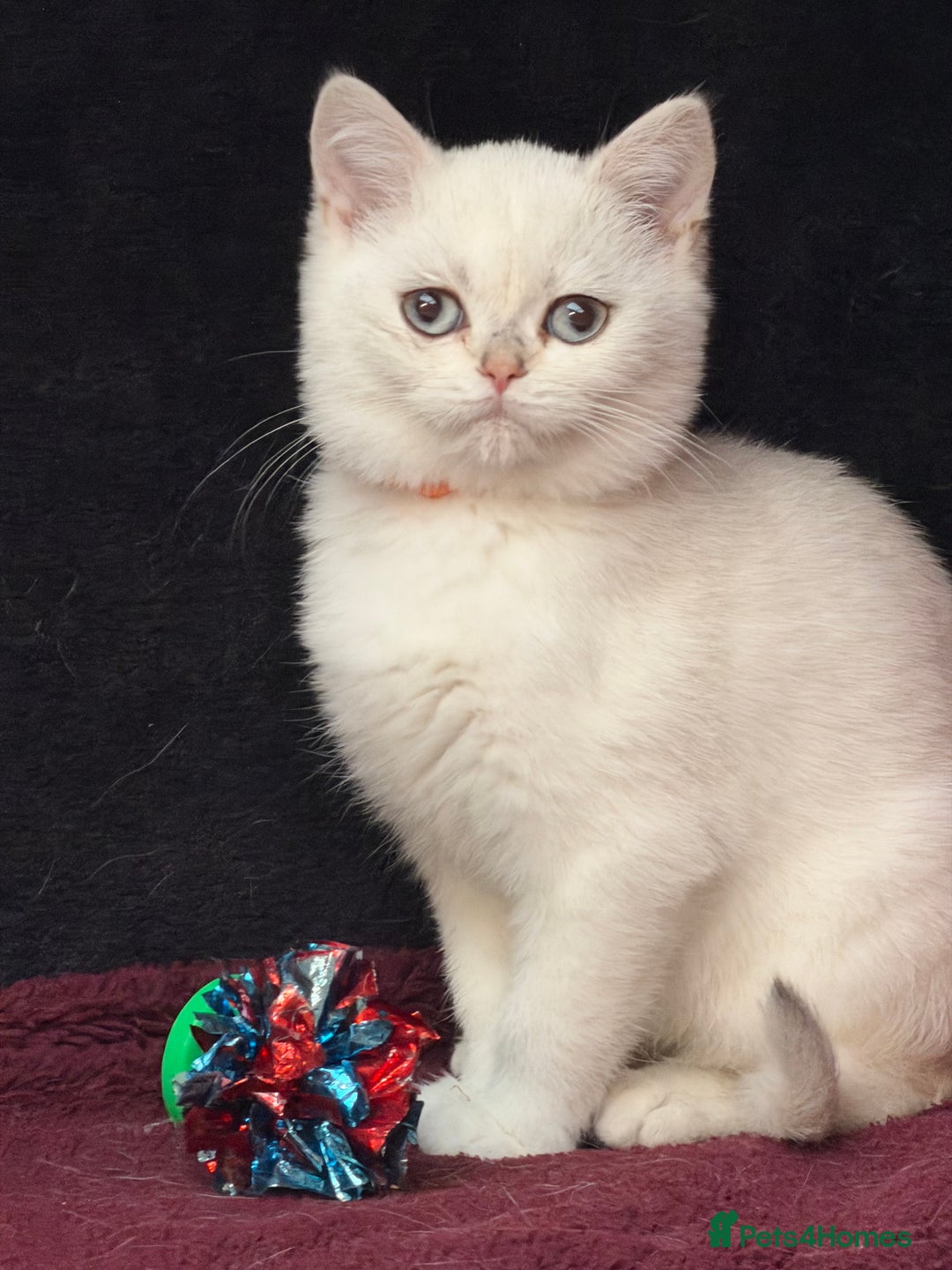 British Shorthair cats for sale: British shorthair kittens golden silver TICA - Image 25