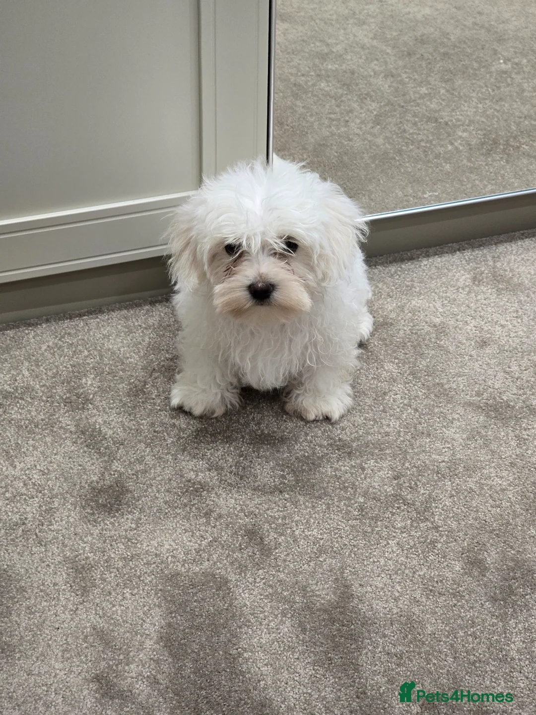 Maltese dogs for sale: Maltese - Advert 2