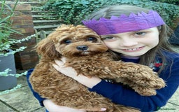 Cavapoo dogs for sale: Rare Miniature F1 Cavapoo Quality Puppies - Image 26
