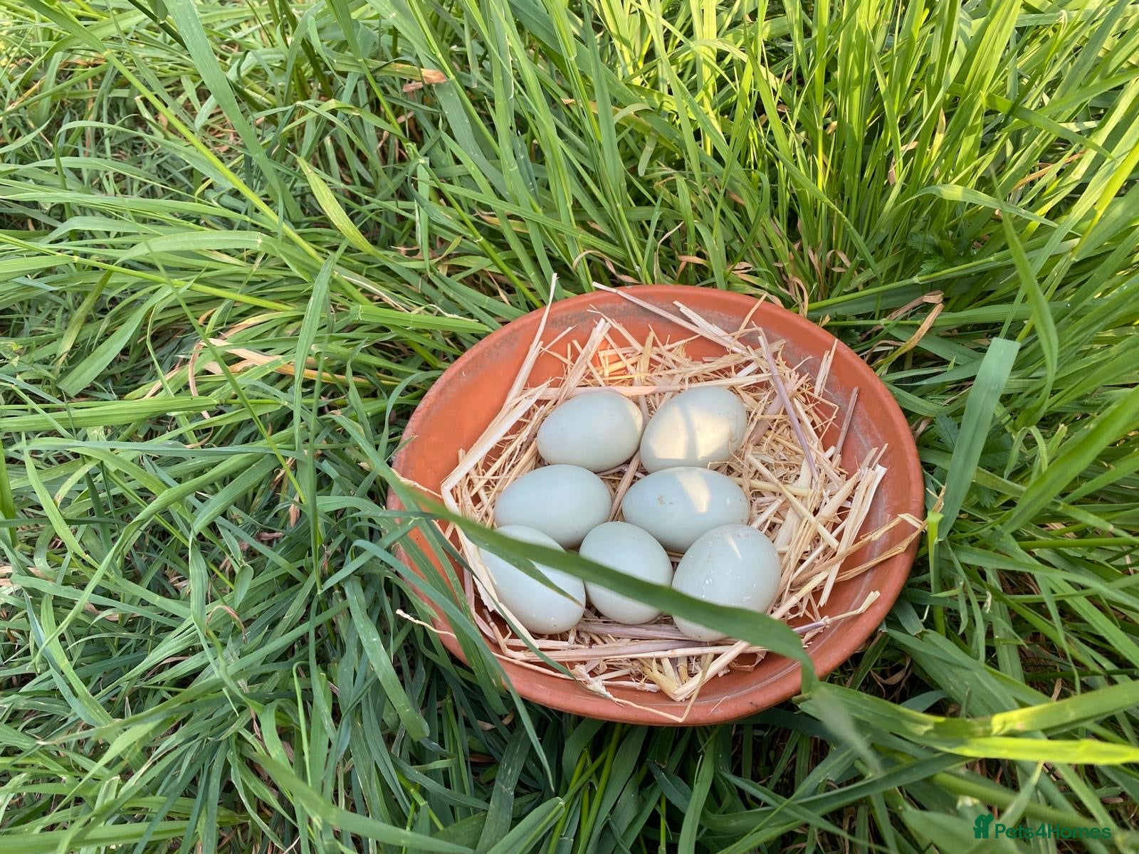 Chickens poultry 6 Polish Bantam hatching eggs  - Advert 7