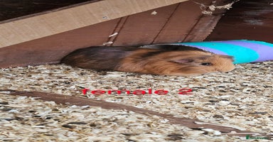 Guinea Pig rodents 2 pairs of guinea pigs + 1 single - Advert 7