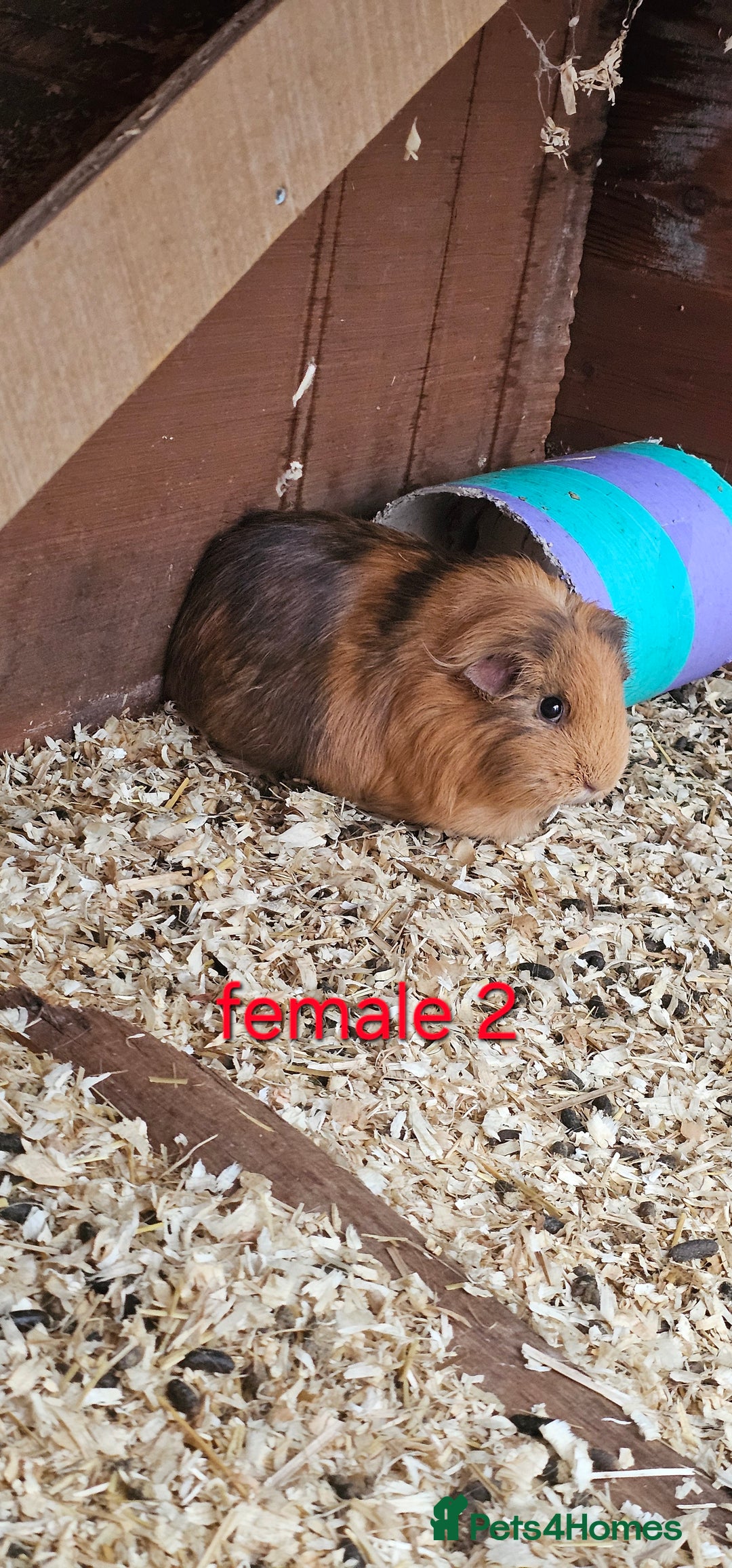 Guinea Pig rodents for sale: 2 pairs of guinea pigs + 1 single - Advert 2