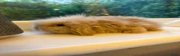 Mini Lion Lop rabbits for sale: Fluffy mini lion lop baby bunny rabbits  - Advert 2