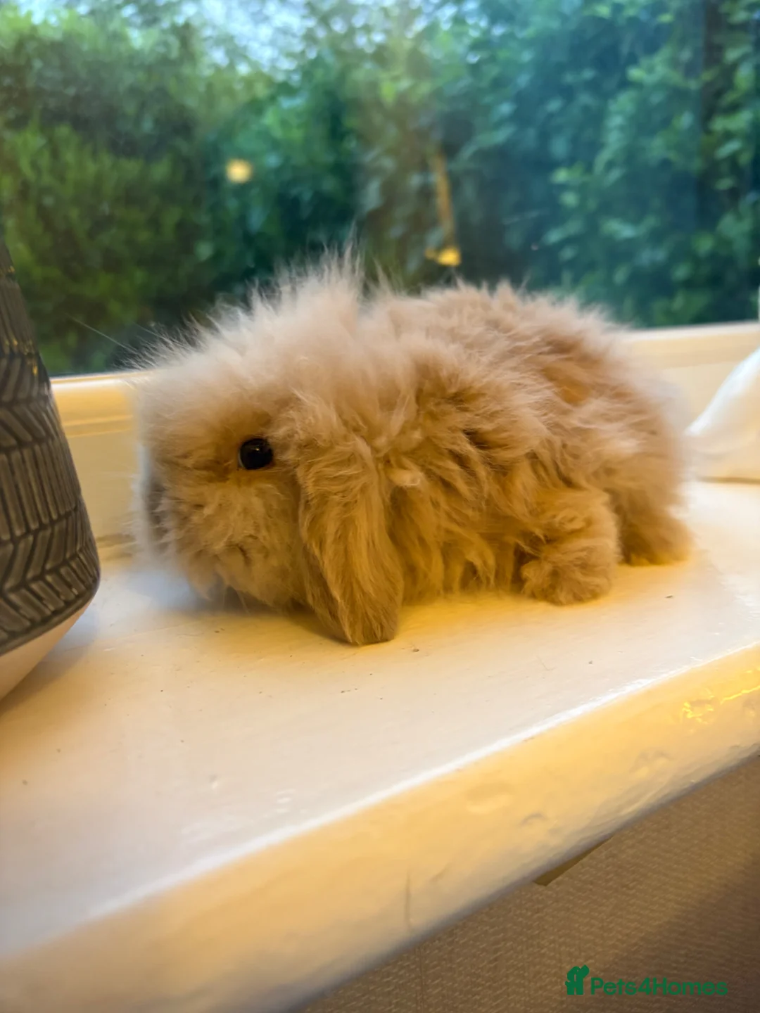 Mini Lion Lop rabbits for sale: Fluffy mini lion lop baby bunny rabbits  - Advert 2