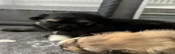 Pomeranian dogs for sale: Five beautiful fluffy Pomeranian puppies  - Advert 12