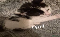 Mixed Breed cats for sale: 3 beautiful kittens  - Image 2