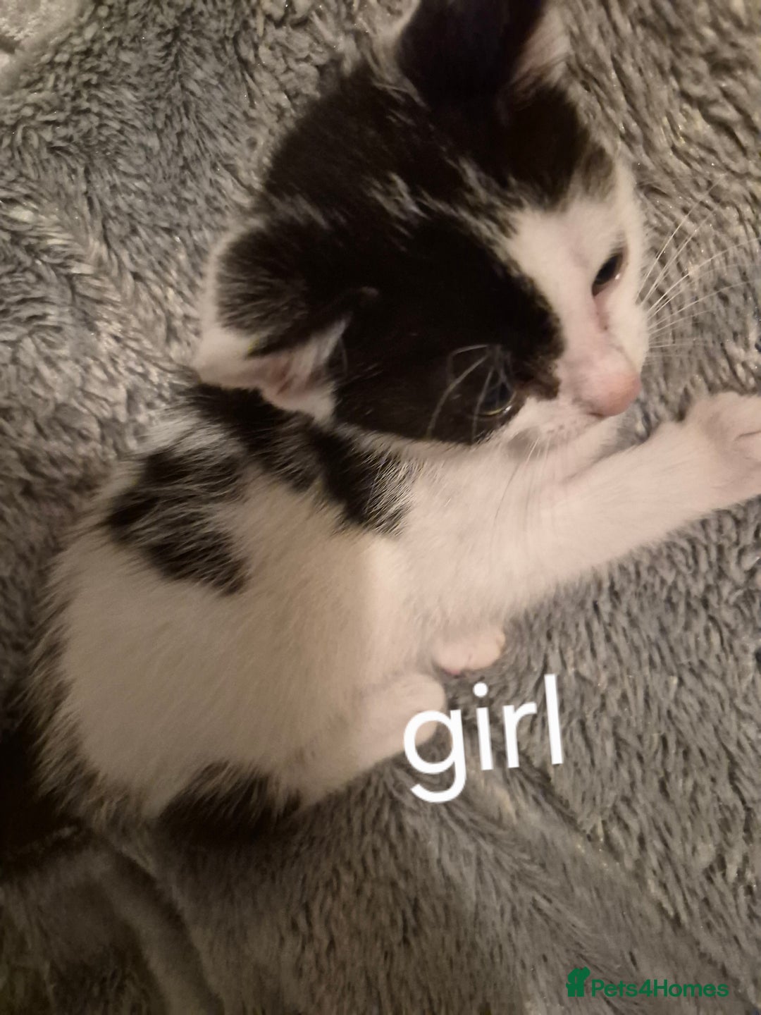 Mixed Breed cats for sale: 3 beautiful kittens  - Image 2