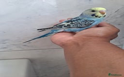 Budgerigars birds for sale: Silly hand tamed baby budgies for sale  - Image 12