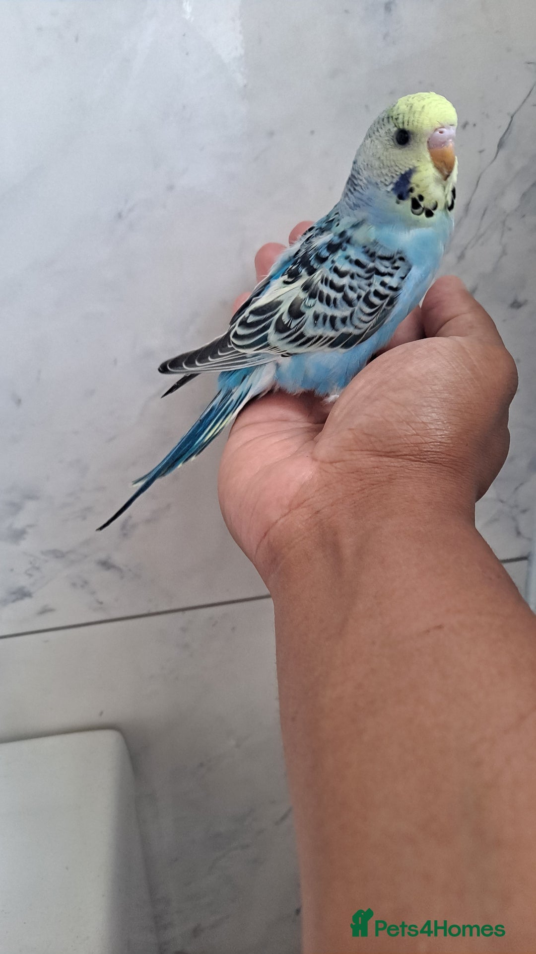 Budgerigars birds for sale: Silly hand tamed baby budgies for sale  - Image 12