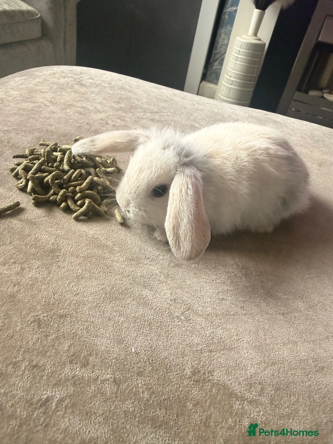 Mini Lop rabbits for sale: Pure breed Mini lops - Advert 2