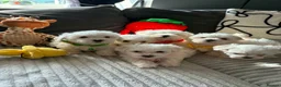 Maltese dogs for sale: Beautiful full breed Maltese puppies in Walsall - Advert 3
