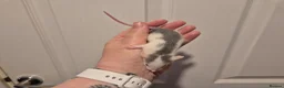 Rat rodents for sale: 4 Male Dumbo Rats - Advert 2