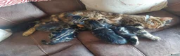 Mixed Breed cats for sale: Norwegian Forest Cross kittens - Advert 4