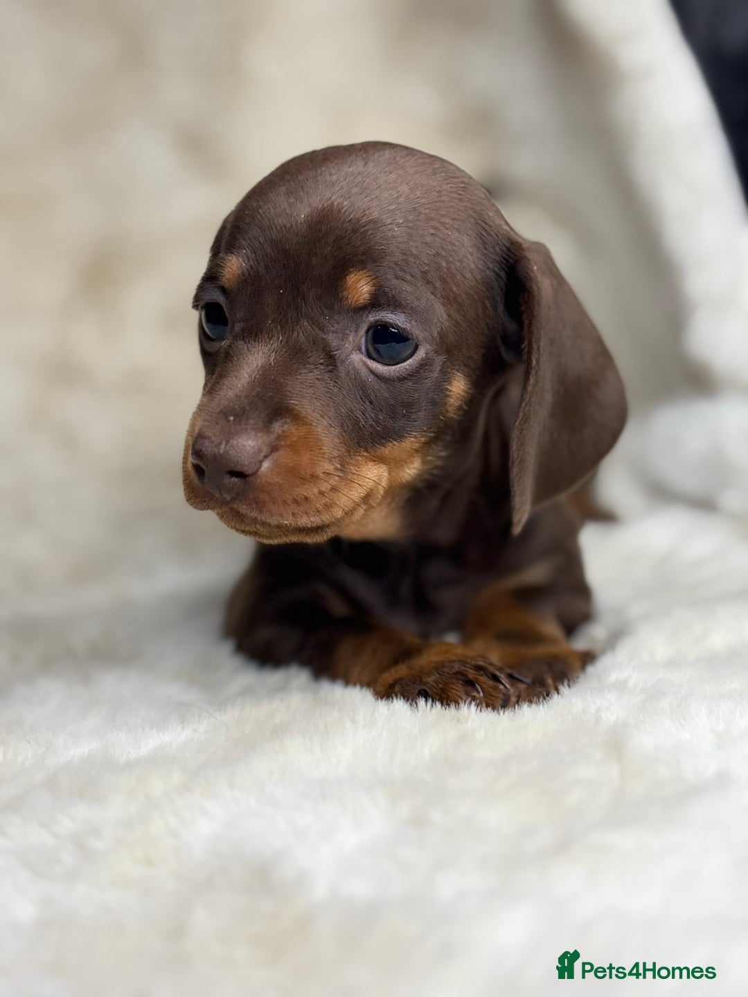 Miniature Dachshund dogs for sale: Quality health tested mini smooth dachshund pups  - Advert 9