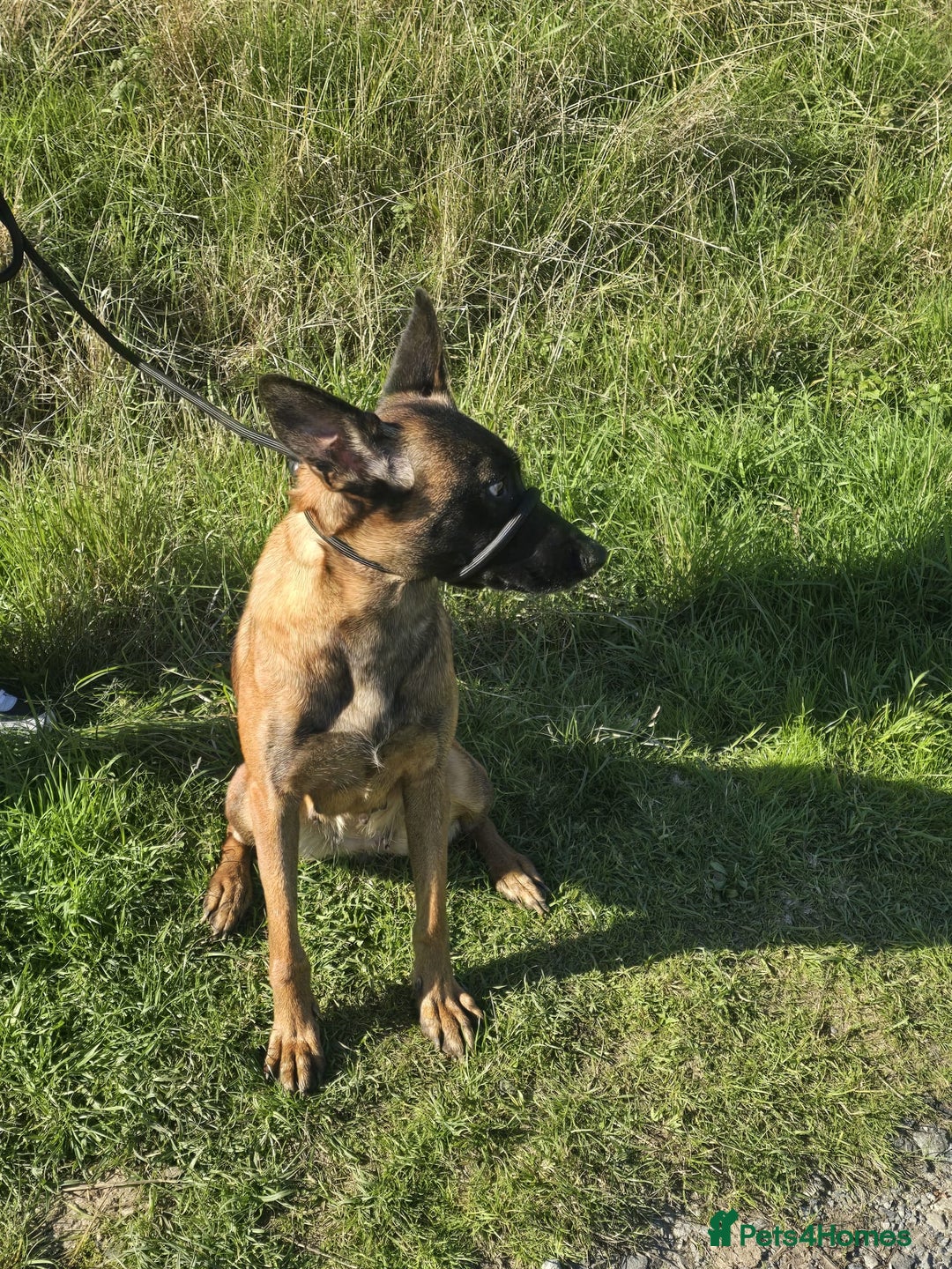 Belgian Shepherd Dog dogs for sale: Rehoming my belgium maillinois  - Advert 5