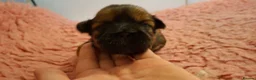Shih Tzu dogs for sale: 5 beautiful KC reg shih Tzu puppies  - Advert 17