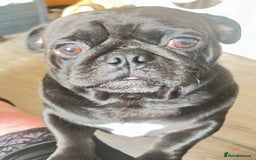 Pug dogs for sale: 2 Beautiful KC registered pug girls - Image 9