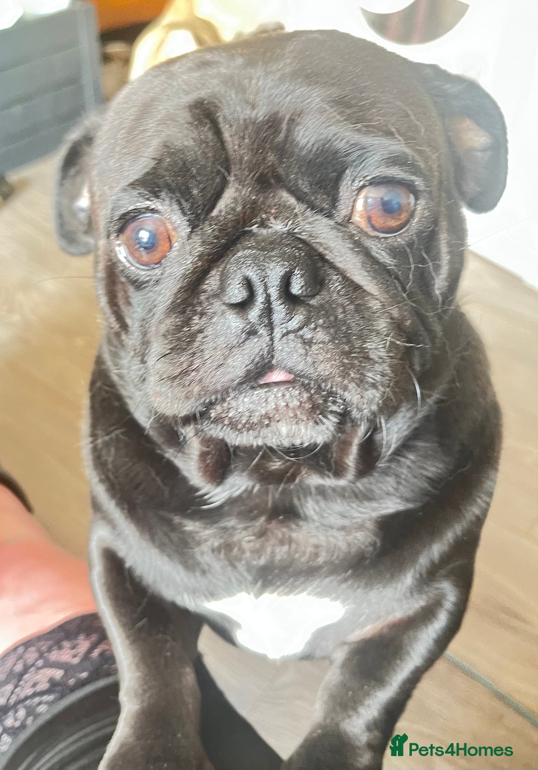 Pug dogs for sale: 2 Beautiful KC registered pug girls - Image 9