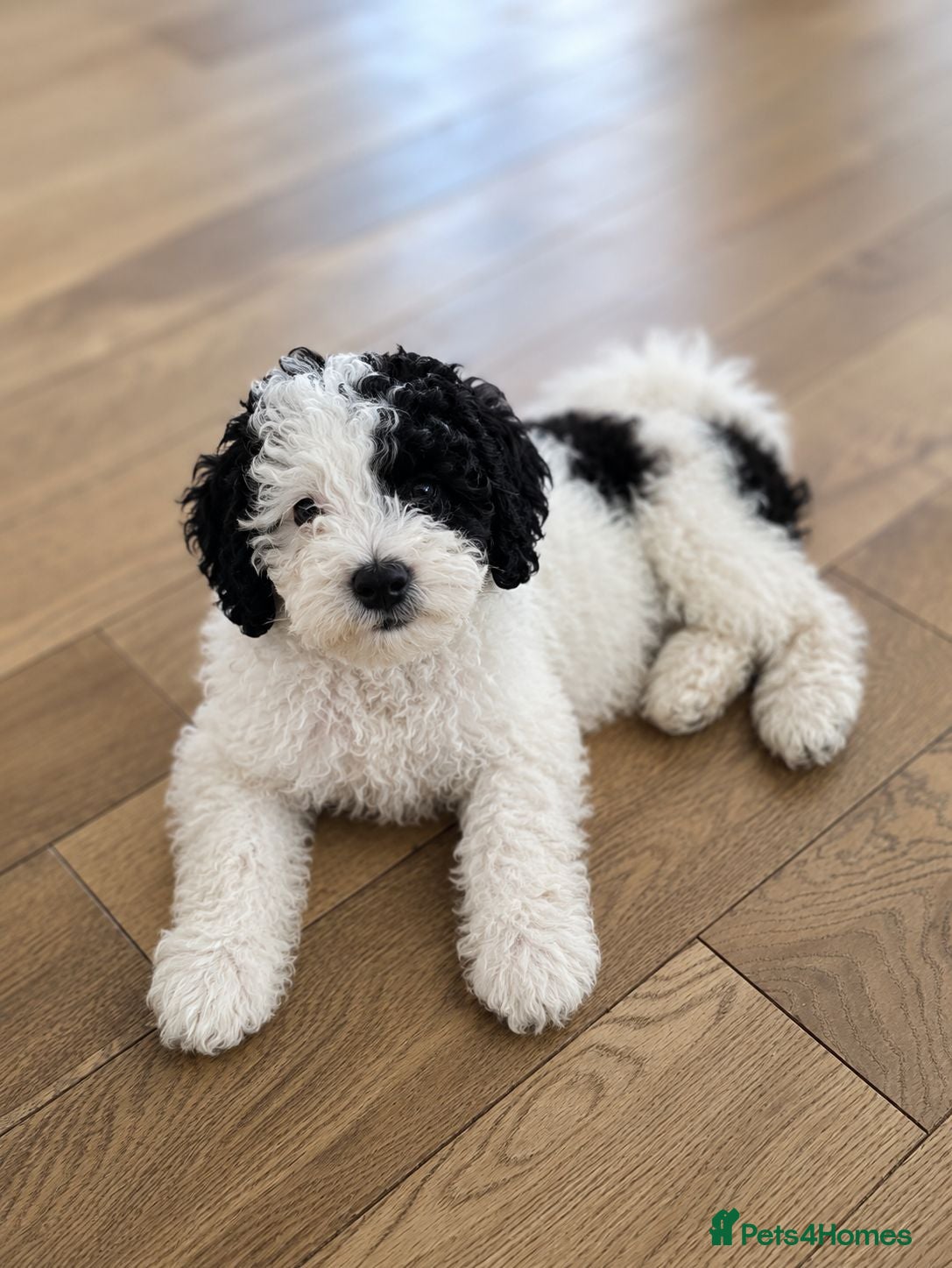 Cavapoo dogs F1BB Cavapoo - Advert 1