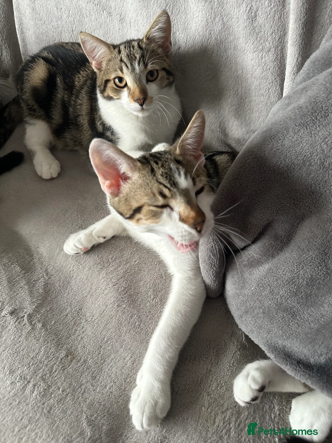 Mixed Breed cats for sale: 1 year old kitten  - Advert 2