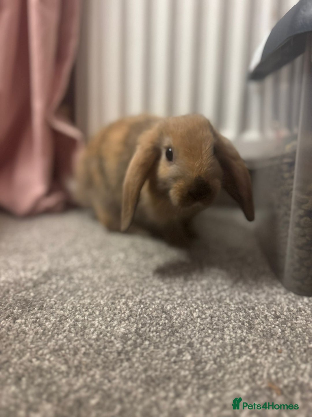 Mixed Breed rabbits for sale: Mini lop x lion head - Advert 8