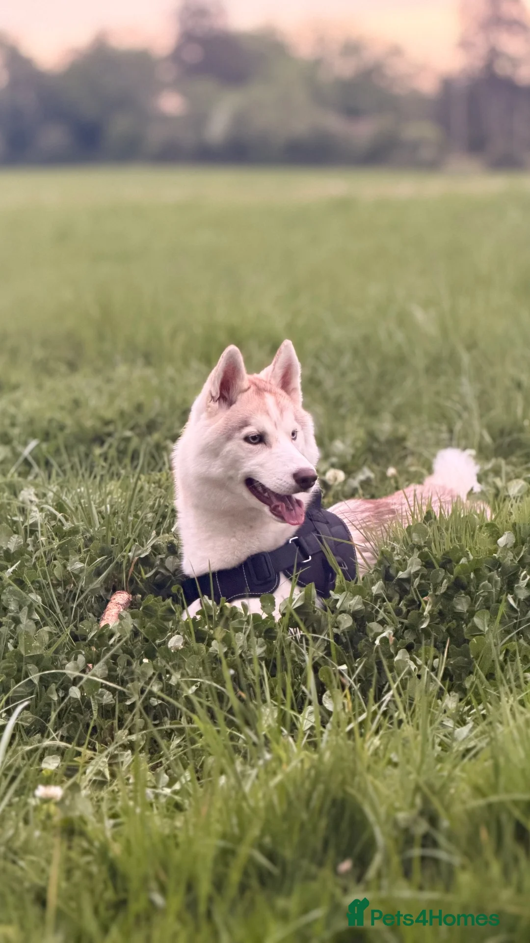 Siberian Husky dogs for sale: Rehoming Siberian Husky - Advert 6