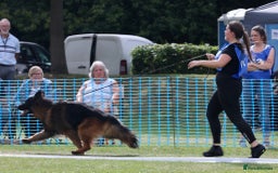 German Shepherd dogs for sale: TOP quality long coat puppies - Image 13