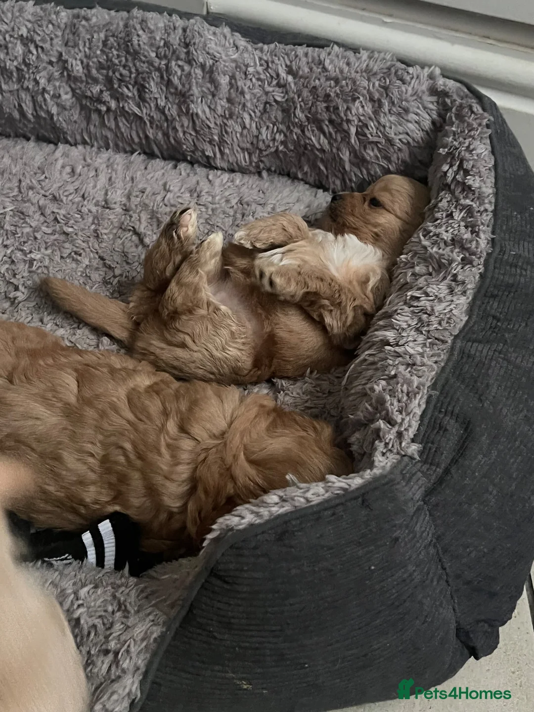 Mixed Breed dogs for sale: Toy poodle mix - Advert 2