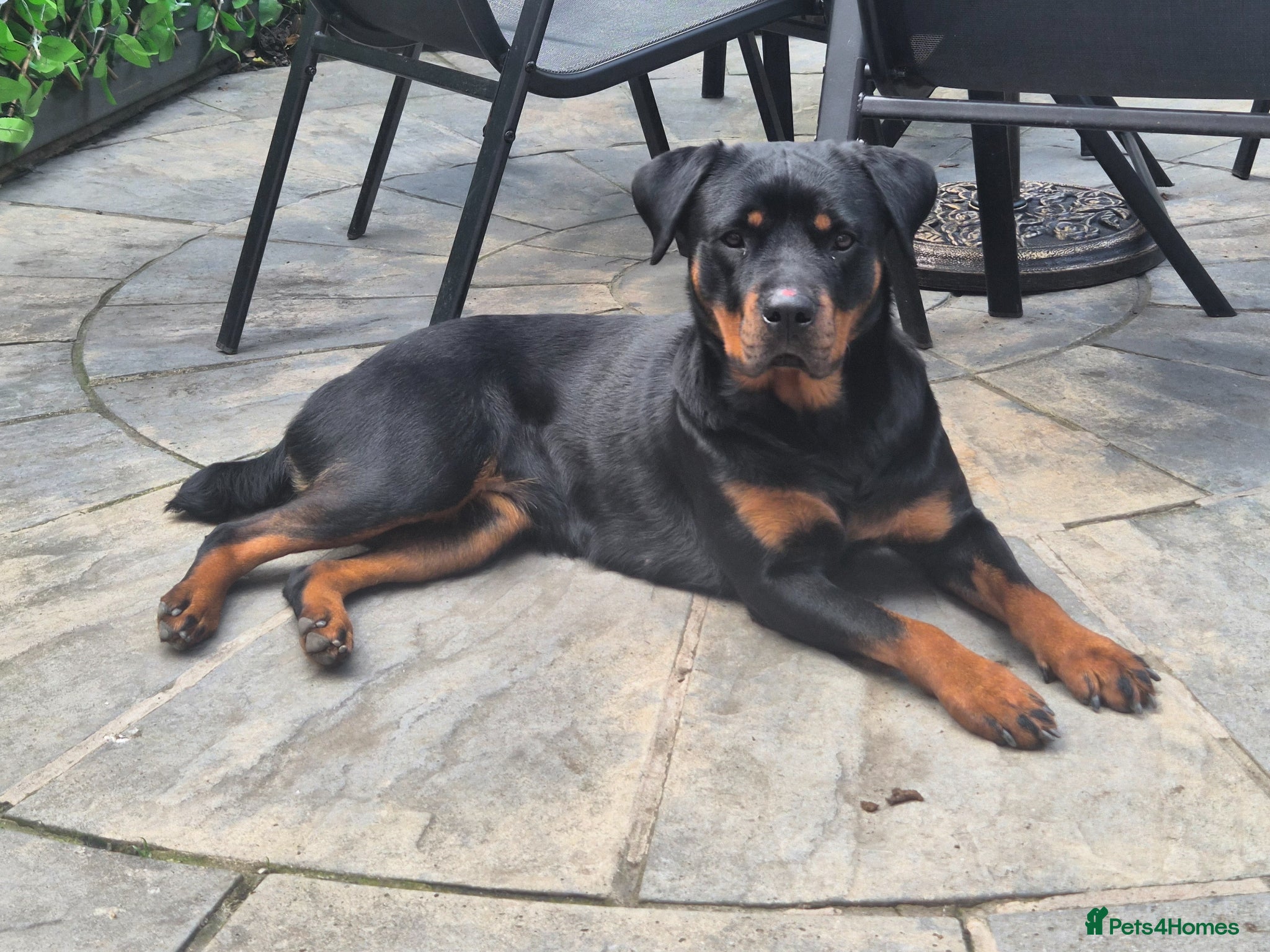 Rottweiler dogs Lady  - Advert 1