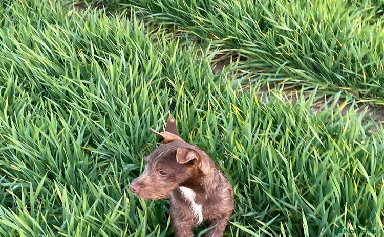 Mixed Breed dogs - Advert 1