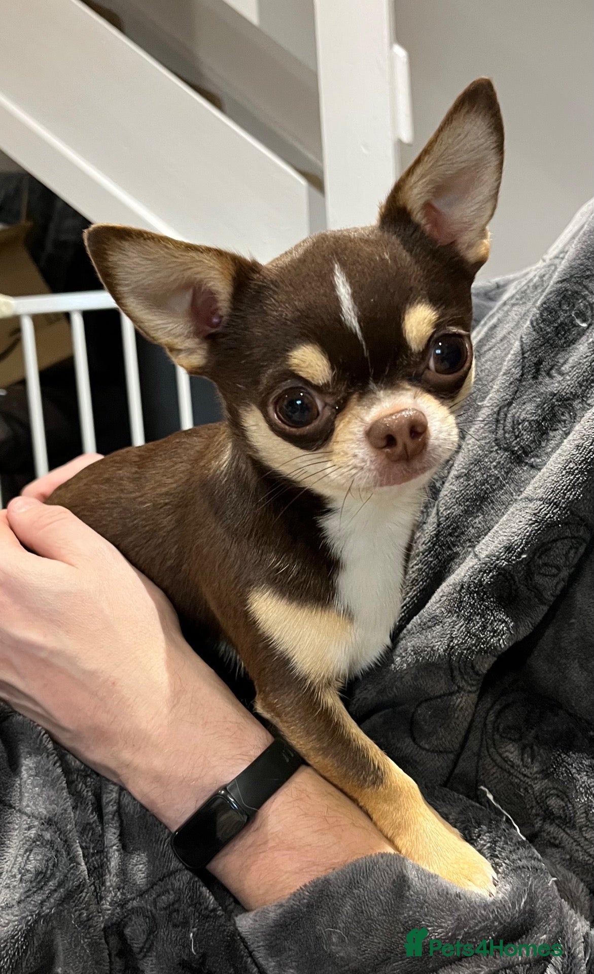 Chihuahua dogs Small and proven chihuahua for stud - Advert 1