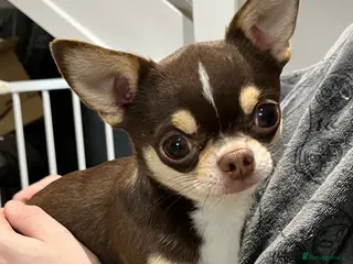 Chihuahua dogs Small and proven chihuahua for stud - Advert 1