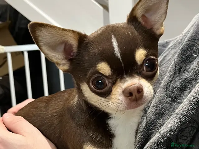 Chihuahua dogs Small and proven chihuahua for stud - Advert 1