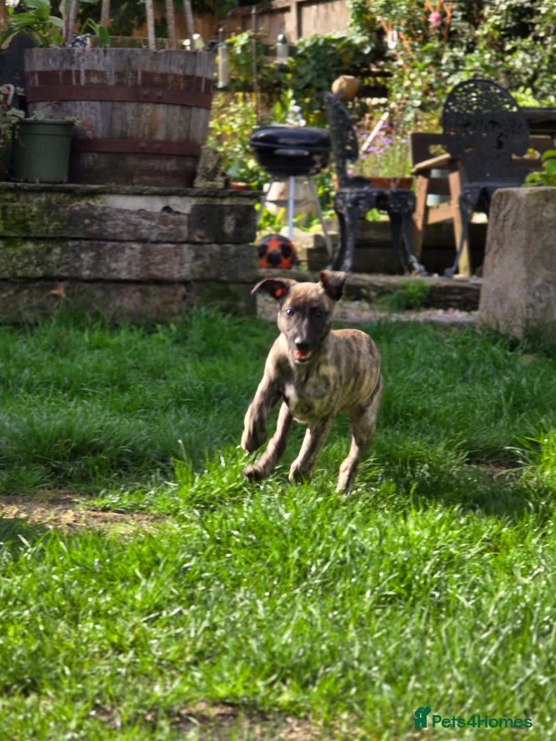 Mixed Breed dogs for sale: Brindle female whippet lurcher  - Image 13