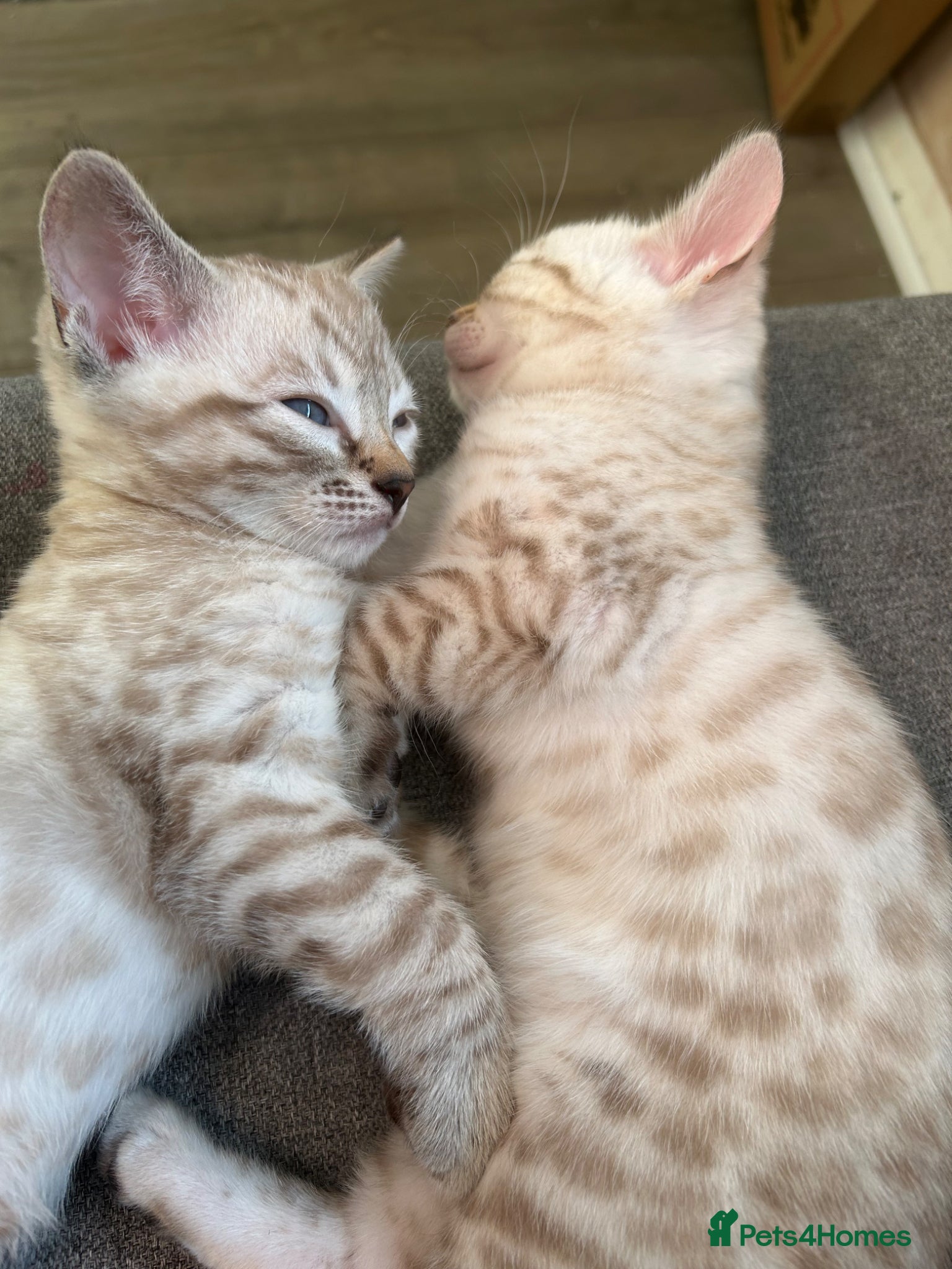 Bengal cats for sale: Snow bengal pure breed kittens  - Advert 13