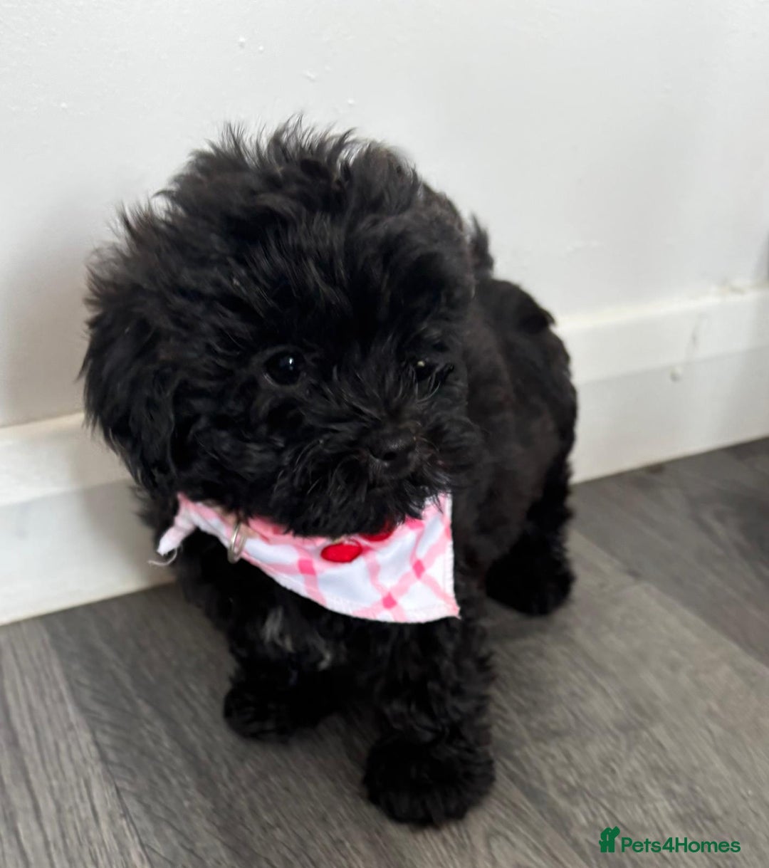 Shihpoo dogs for sale: Adorable shihpoo puppies - Image 8