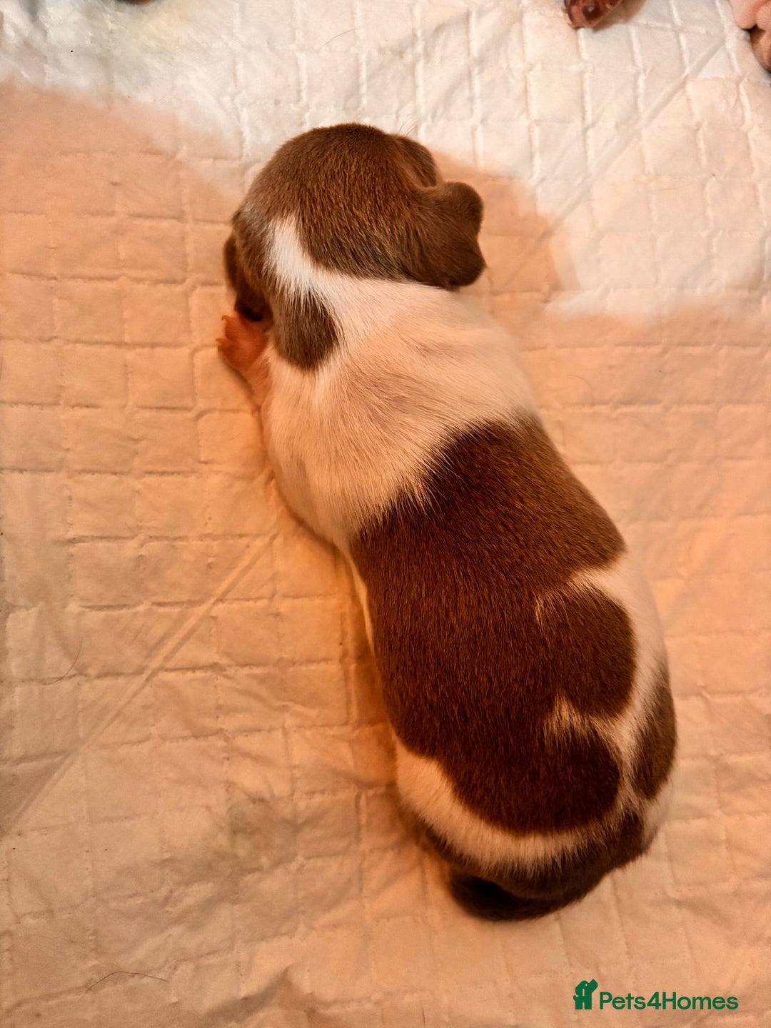 Miniature Dachshund dogs for sale: Stunning Miniature Piebald/Isabella Dachshunds 💙  - Advert 4